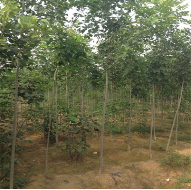 白蠟樹苗 基地批發5公分優質白蠟 白蠟樹規格齊全