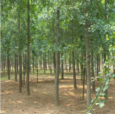 出售銀杏苗 綠化銀杏樹苗 成活率高 批發銀杏小苗