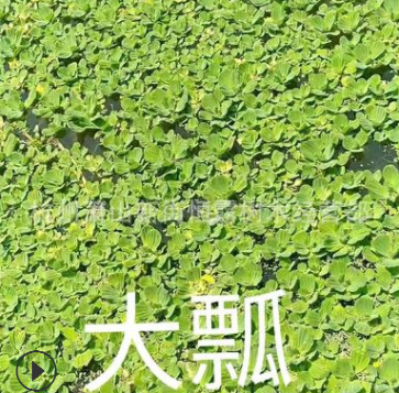 常年供應(yīng)優(yōu)質(zhì)水生植物千屈菜 千屈草 價(jià)格低廉