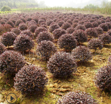 出售紅繼木球 紅繼木球價格 樹形優(yōu)美 冠幅飽滿