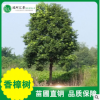 【全冠熟貨香樟樹 】供應香樟樹 大葉香樟 小葉香樟 香樟規格齊全