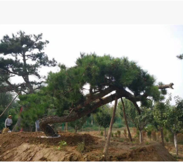 常年出售低價熱銷景松 造型美觀的景松 價格合理 規格齊全