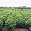 批發供應 小葉女貞 小葉女貞球 小葉女貞苗 水蠟球綠化苗木