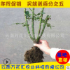 云南昆明供應(yīng) 玫瑰花種苗 玫瑰花老樁1-2年苗大苗 觀賞玫瑰花苗