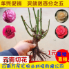 基地直銷 一年兩年生玫瑰種苗 樹狀月季大苗 園藝玫瑰老樁批發(fā)