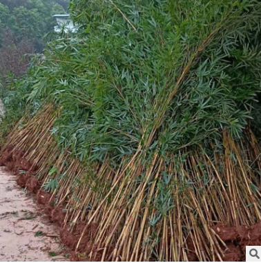 琴絲竹，常年批發(fā)琴絲竹，價格合理