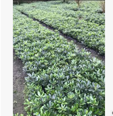 海桐苗 常年批發(fā) 一手貨源