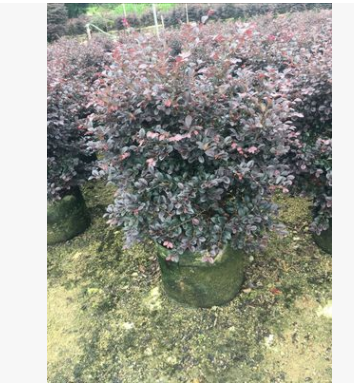 基地直銷紅花繼木 大量批發園林綠化紅花繼木苗 紅繼木小苗