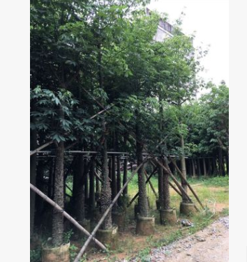 基地直銷綠化苗木美麗異木棉供應 美人樹移植 地苗供應