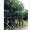 基地直銷綠化苗木美麗異木棉供應(yīng) 美人樹移植 地苗供應(yīng)