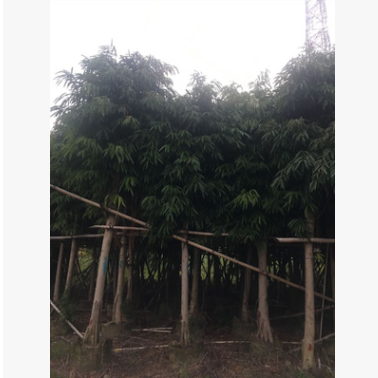 基地供應綠化苗木柳葉榕花木 自家花場直銷園藝園林