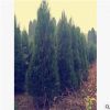 供應飽滿松樹塔柏樹工程綠化苗木高速公路鐵路隔離常用濕地批發