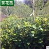 基地供應茶花苗各種規格品種精球毛球 花壇濕地綠化盆栽灌木