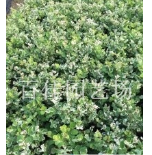 福建漳州白雪公主雪花木