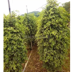 福建漳州垂葉榕