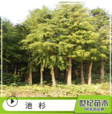 池杉水杉苗批發 工程綠化苗木