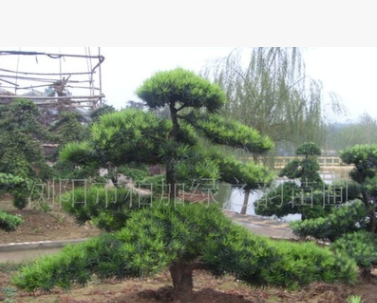 瀏陽綠之韻苗圃供應造型羅漢松精品園林苗木