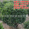 基地大量批發(fā)大葉黃楊球 冬青球 小葉黃楊 綠籬四季常青綠化苗木