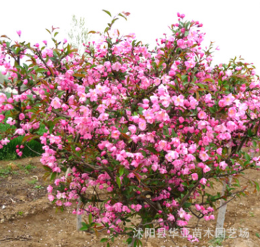 批發綠化苗木垂絲海棠 西府海棠樹苗 北美海棠 盆栽庭院花卉