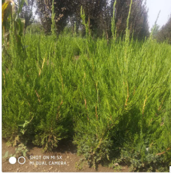 批發(fā)龍柏苗多品種綠化苗批量供售 四季常綠工程護坡綠籬龍柏苗