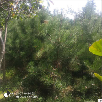 優(yōu)質(zhì)造型 黑松基地直供 各類規(guī)格綠化黑松