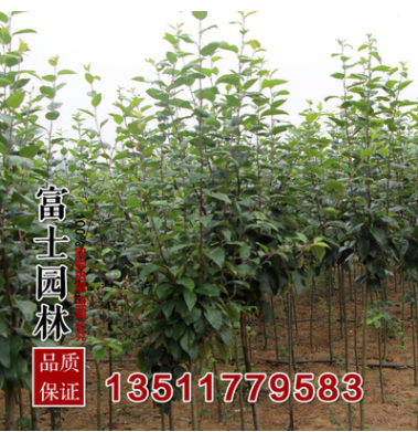 基地西府海棠 海棠苗 扦插苗 西府海棠 優質綠化苗木 直徑4厘米