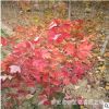 批發嫁接美國紅楓樹苗 山東6公分美國紅楓樹價格 7公分秋火焰價格