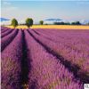 進口薰衣草種子 四季易種 普羅旺斯薰衣草種子 花海打造種子