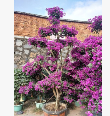 勒杜鵑，三角梅，九重葛，葉子花，批發(fā)造型三角梅