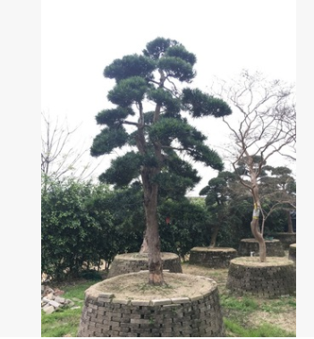 精品造型樁頭榕樹，榕樹樁，造型榕樹樁