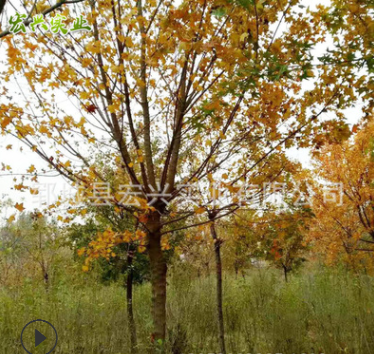 低價(jià)促銷12-20公分五角楓 誠(chéng)信經(jīng)營(yíng)12-20公分五角楓