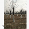 大規格國槐樹基地30公分國槐