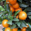 批發桔子果樹苗地栽 量大優惠 正宗無核砂糖桔包成活 沙糖橘苗
