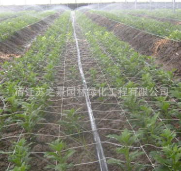 廠(chǎng)家直銷(xiāo)供應(yīng)抗老化耐用 微噴帶 塑料微噴 節(jié)水專(zhuān)用噴灌帶 滴灌帶