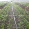 廠家直銷供應抗老化耐用 微噴帶 塑料微噴 節水專用噴灌帶 滴灌帶