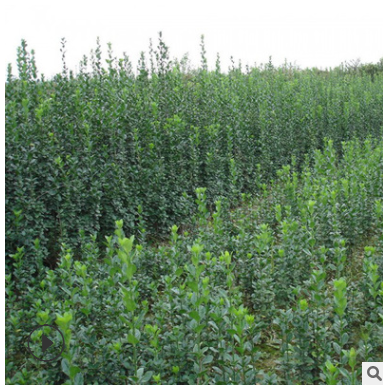 批發北海道黃楊苗 工程綠化樹黃楊苗 四季常青