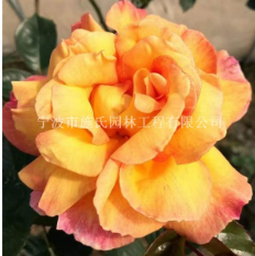 浙江寧波法國灌木-巴黎少女