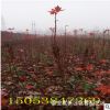 8公分日本紅楓 小區(qū)綠化專用 10公分日本紅楓價格 規(guī)格齊全
