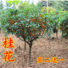 嫁接桂花樹苗盆栽丹桂金桂四季桂沉香桂室內陽臺庭院濃香型桂花苗