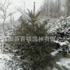批發云杉樹苗 云杉1-10米高 耐寒四季常青 造林綠化風景庭院樹苗