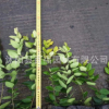 批發(fā)金森女貞苗 金森女貞小苗 金森女貞小杯苗 工程苗 色塊籬笆苗