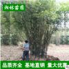批發供應窩竹 竹子 青竹 四季常青 可盆栽 凈化空氣