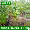 特價批發苗圃直銷苗木 木芙蓉 木芙蓉2-10分支 園林綠化植物