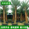 中東海棗樹大量批發 精選綠化苗木 精品加拿利海棗棕櫚樹 蒲葵