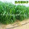蘇丹草種子 魚草籽種子 包郵漁草籽喂魚的草高產(chǎn)蘇丹草牧草籽