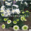 菊花盆栽花卉 菊花苗千頭菊花 金絲菊 綠色菊花批發(fā)