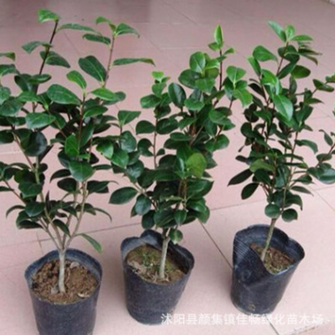 茶花樹苗盆栽庭院 觀賞景觀綠植四季常青 觀花花卉植物山茶花苗
