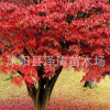 新采正宗進(jìn)口紅楓種子日本紅楓種子日本迷你楓樹(shù)種子紅楓種子楓樹(shù)