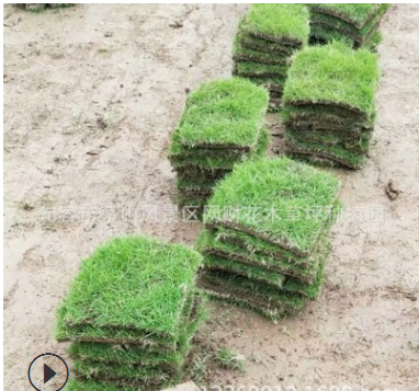 供應馬尼拉草坪 小區綠化 庭院綠化 草皮密實簡單化管理