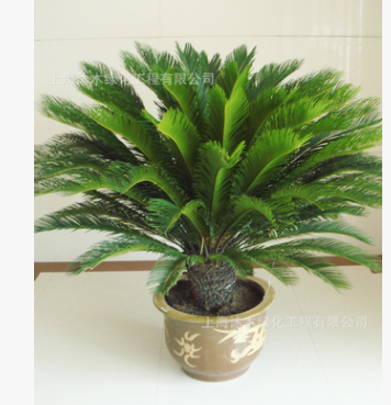 上海植物租賃租擺鐵樹盆栽戶外植物超級好養(yǎng)美觀吸甲醛凈化空氣